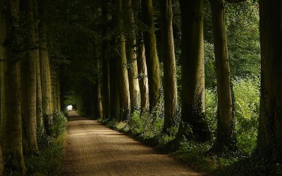 A nap képe: bájos erdei ösvény