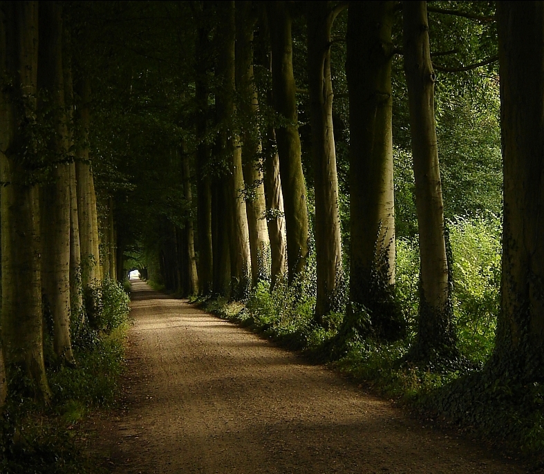A nap képe: bájos erdei ösvény