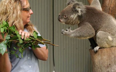Ne szórakozz az éhes koalával
