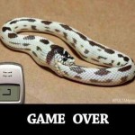 snake-game-over