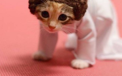 Leia cica (katt a többiért...)
