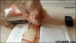 Cica és a nyomtatott kenyér esete