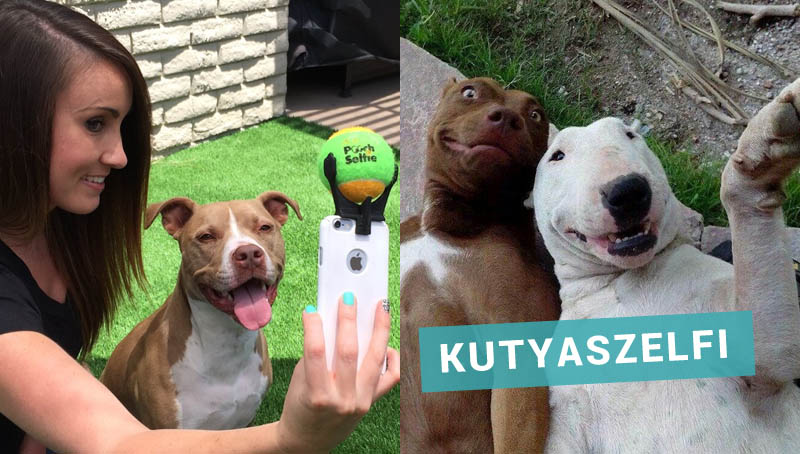 Megmenekült a világ: hamarosan kapható a kutya szelfi kiegészítő kamera kutya selfie szelfi teniszlabda 