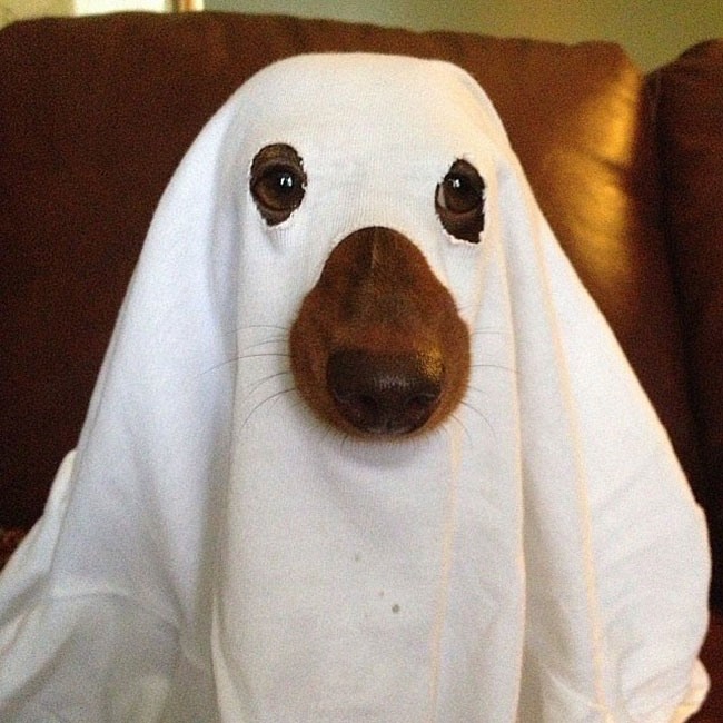Pofonegyszerű csináld magad jelmezek kutyáknak Halloween-re