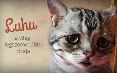 Nézegess képeket Luhuról, a világ legszomorúbb cicájáról
