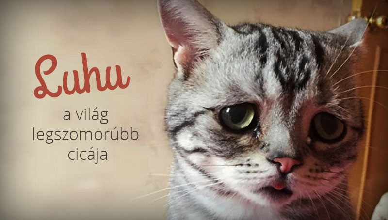 Nézegess képeket Luhuról, a világ legszomorúbb cicájáról