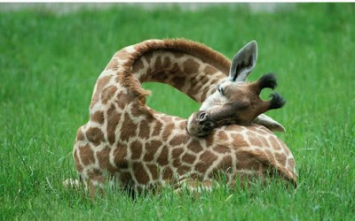 Amit mindig is tudni akartál: így alszik a zsiráf